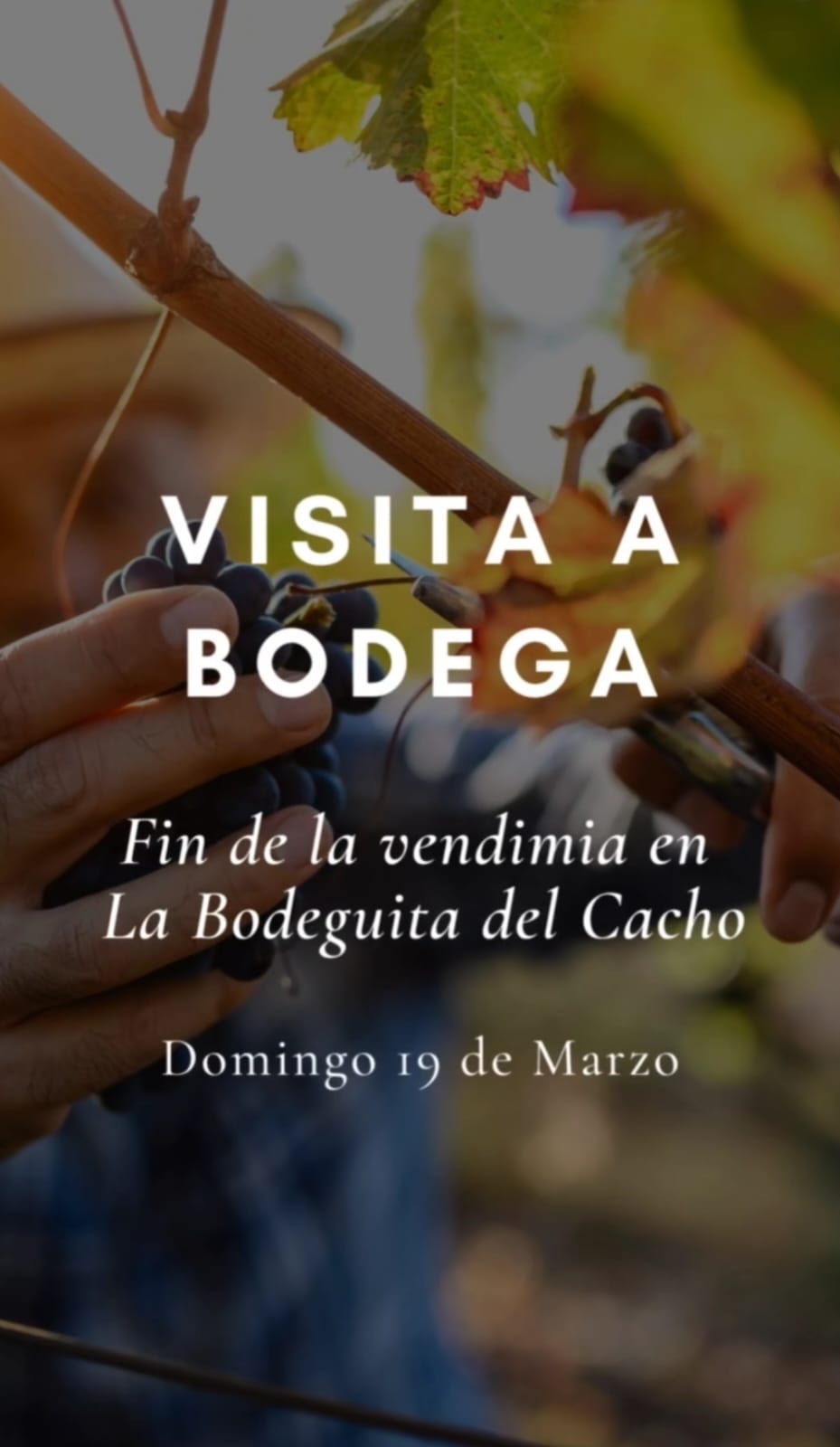 LA BODEGUITA DEL CACHO: FIN DE LA VENDIMIA CON TXOKO GOURMET