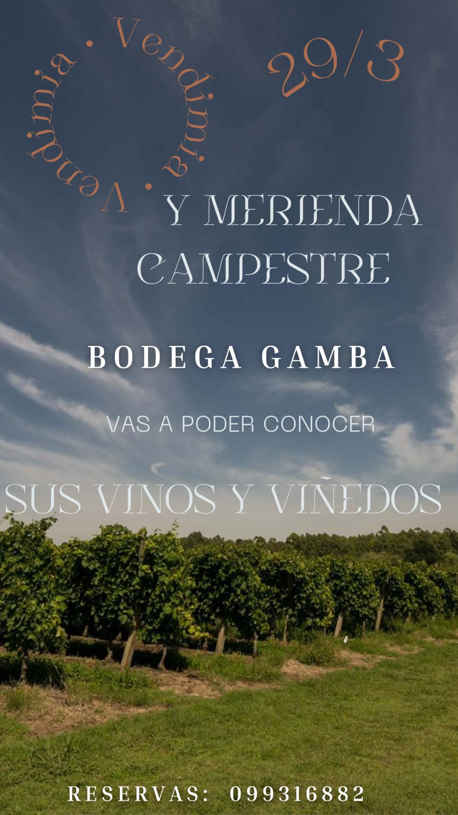 BODEGA GAMBA: VENDIMIA Y ATARDECER CAMPESTRE