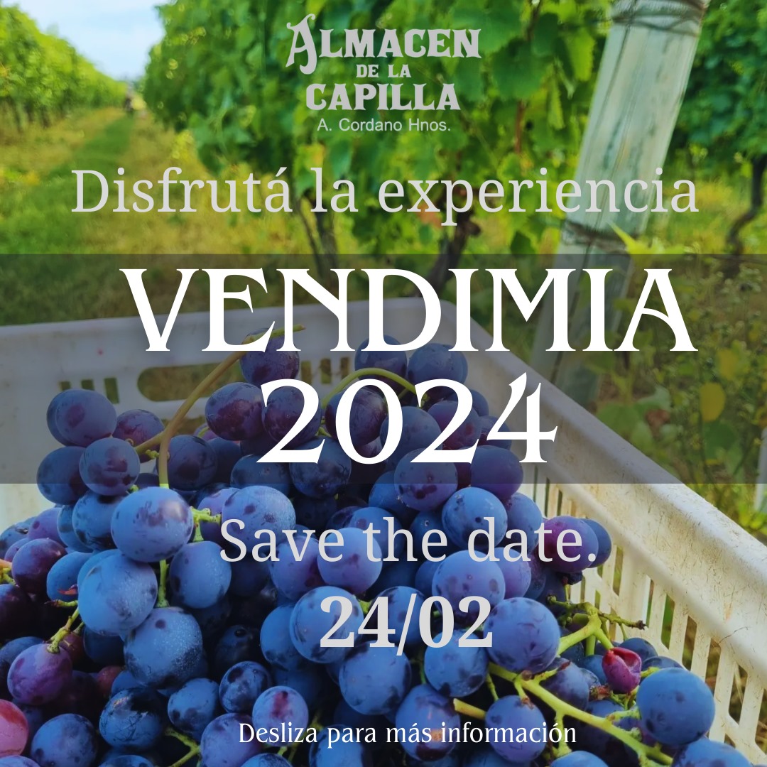 ALMACÉN DE LA CAPILLA: VENDIMIA 2024