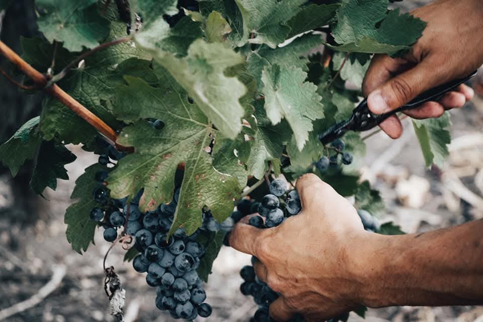 BODEGA ROVERE: VENDIMIAS FESTIVAS