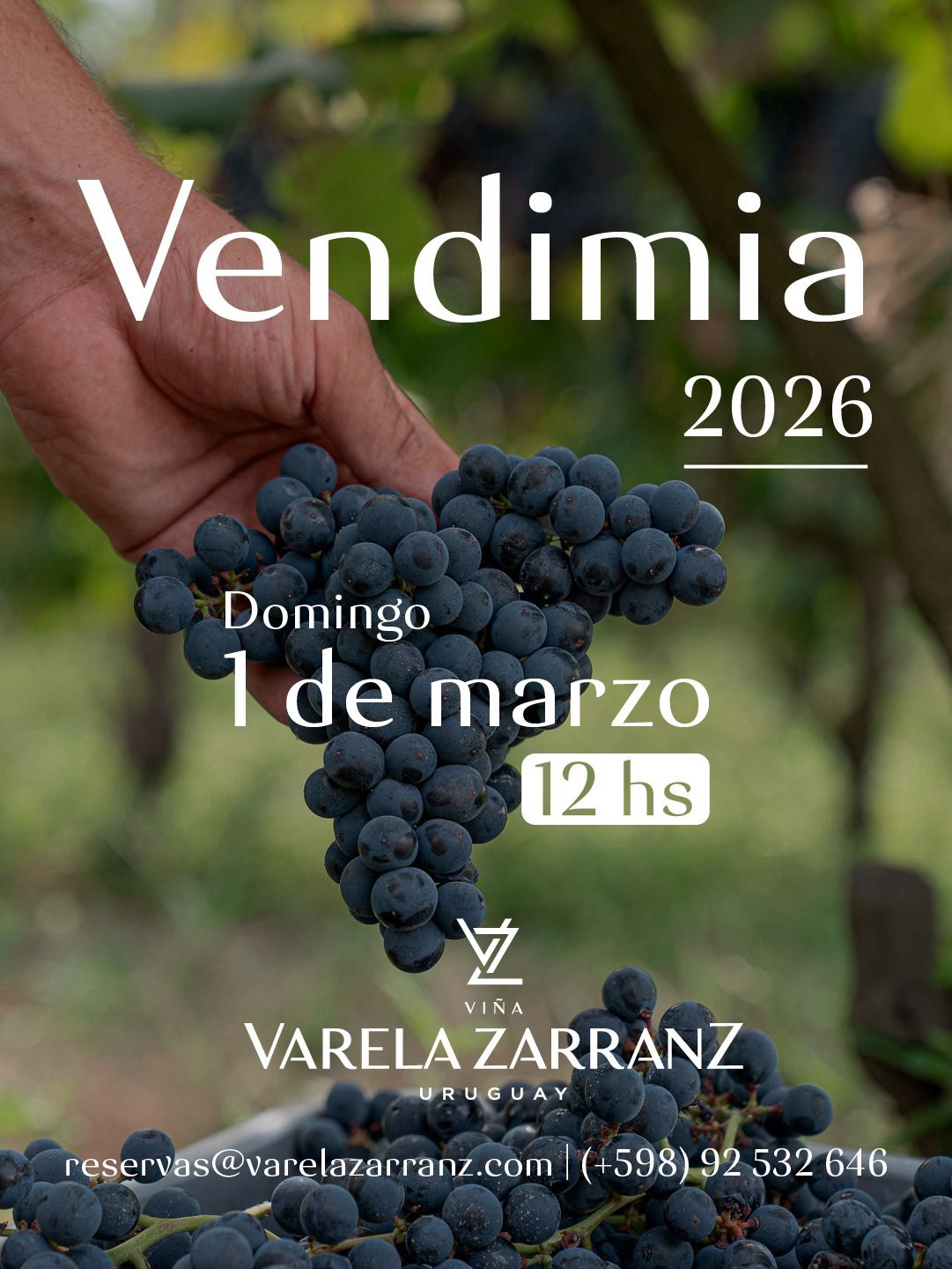 VIÑA VARELA ZARRANZ: VENDIMIA 2026