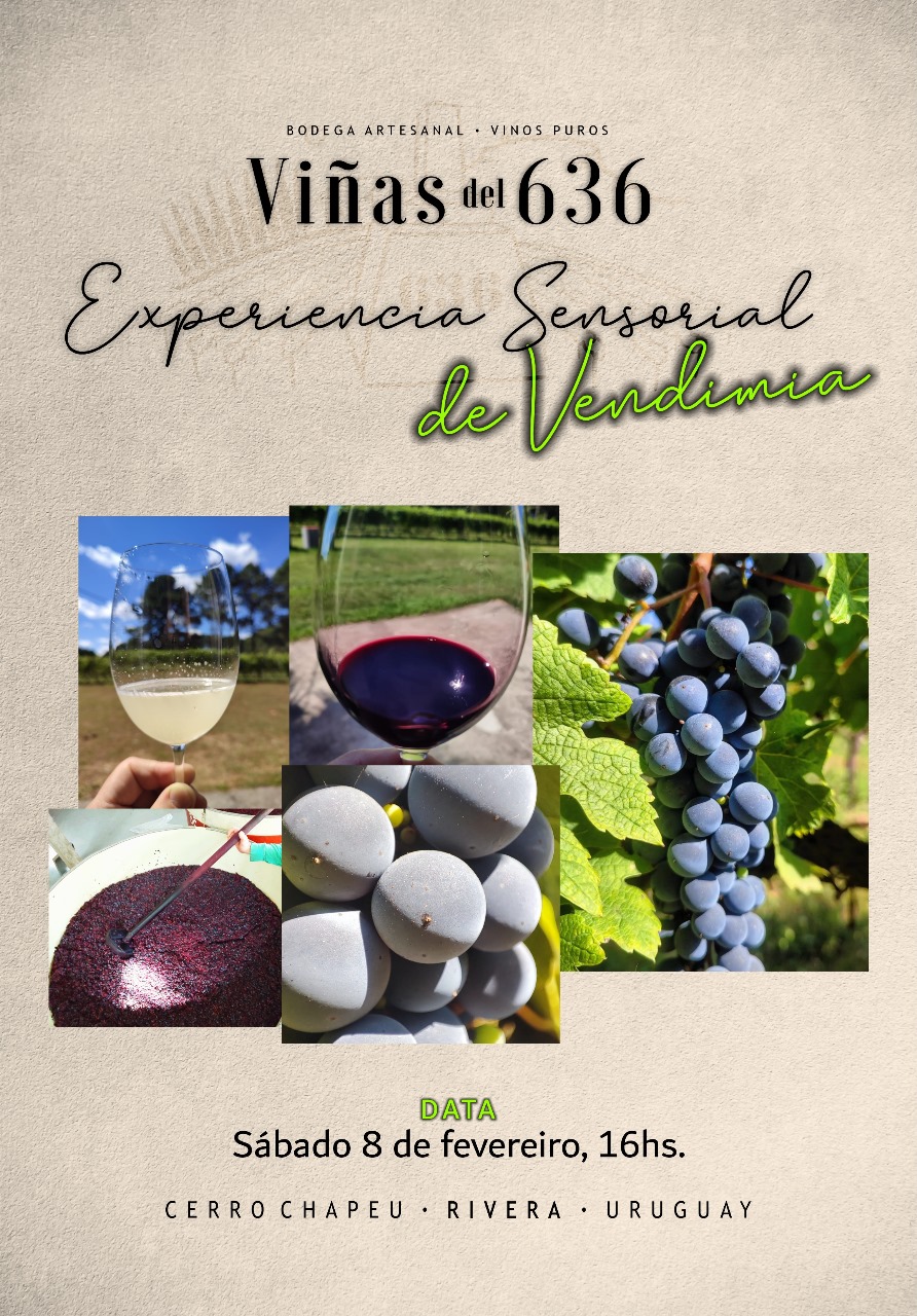BODEGA VIÑAS DEL 636: EXPERIENCIA SENSORIAL DE VENDIMIA