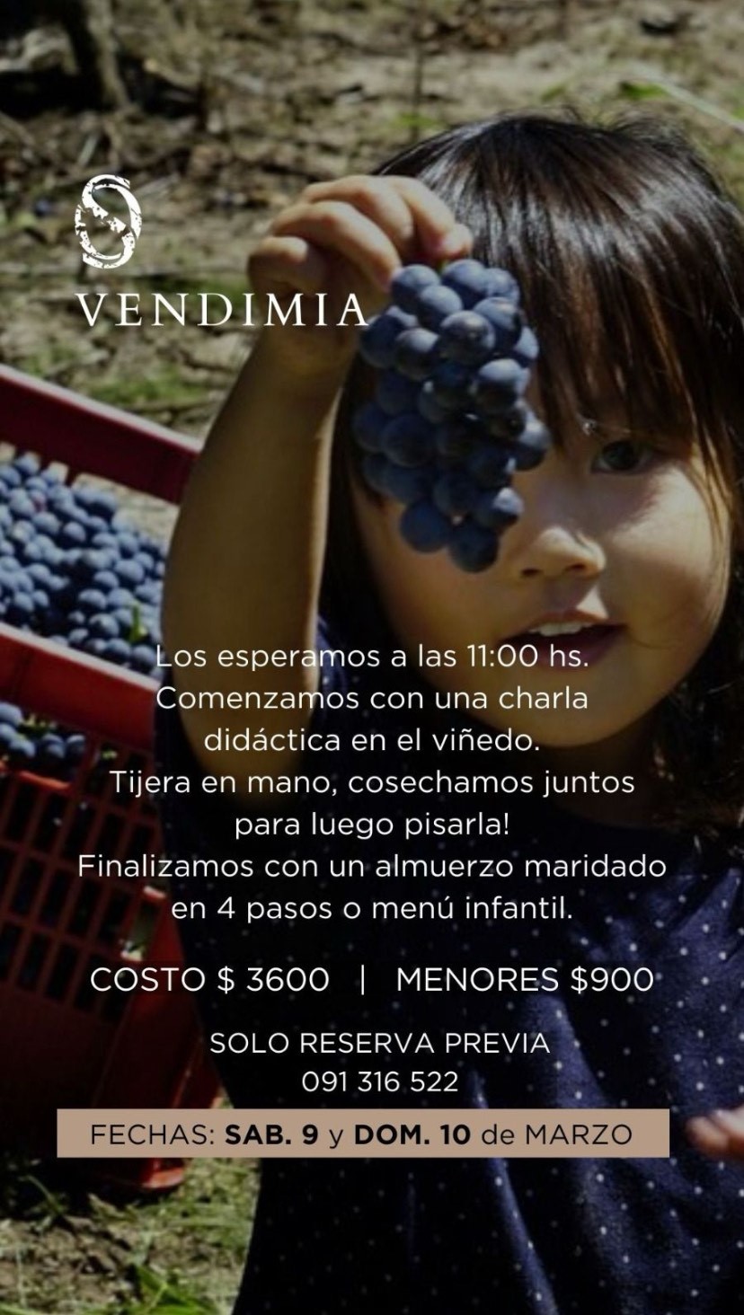 VENDIMIA EN BODEGA SPINOGLIO
