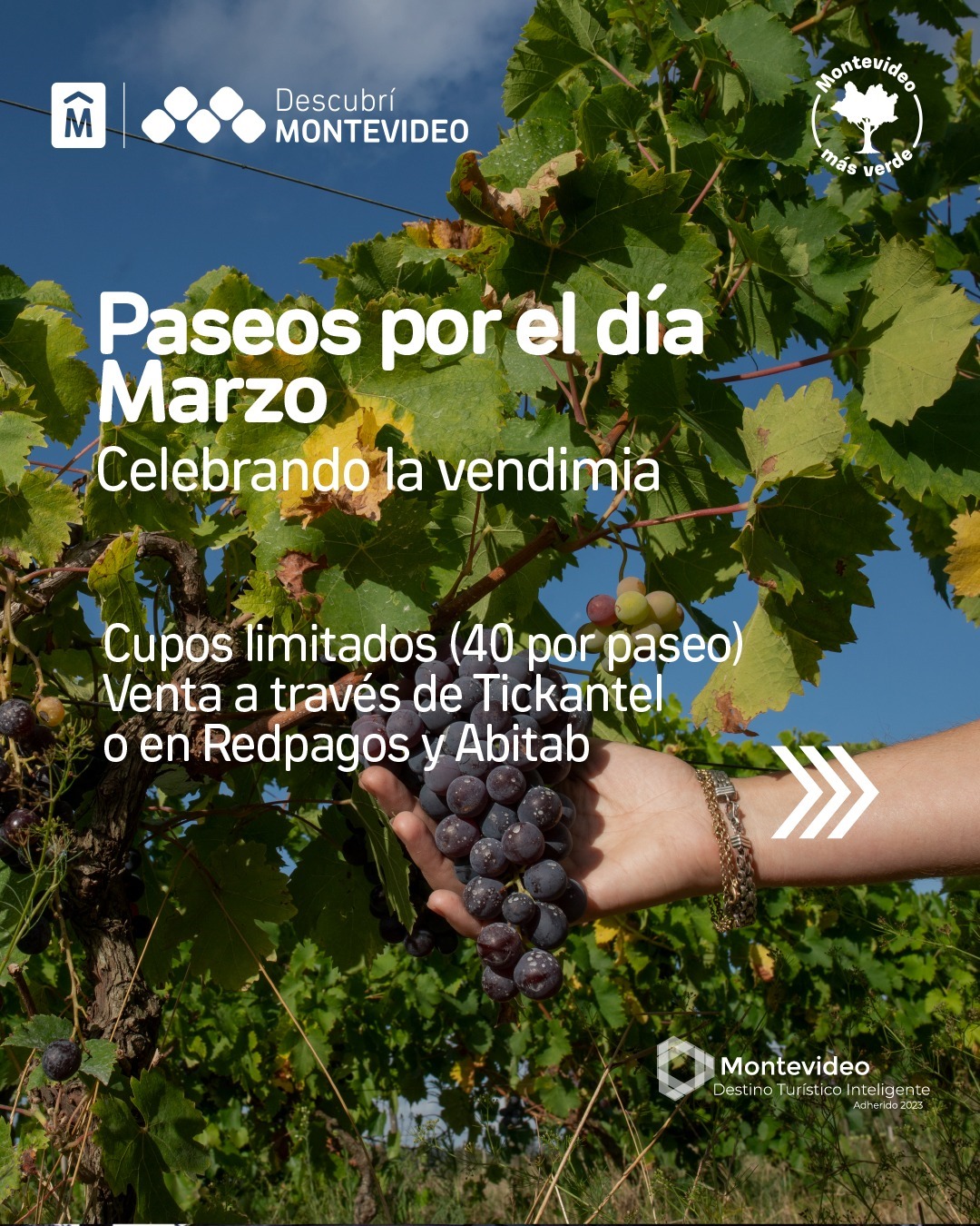 CELEBRANDO LA VENDIMIA: PASEOS POR EL DÍA