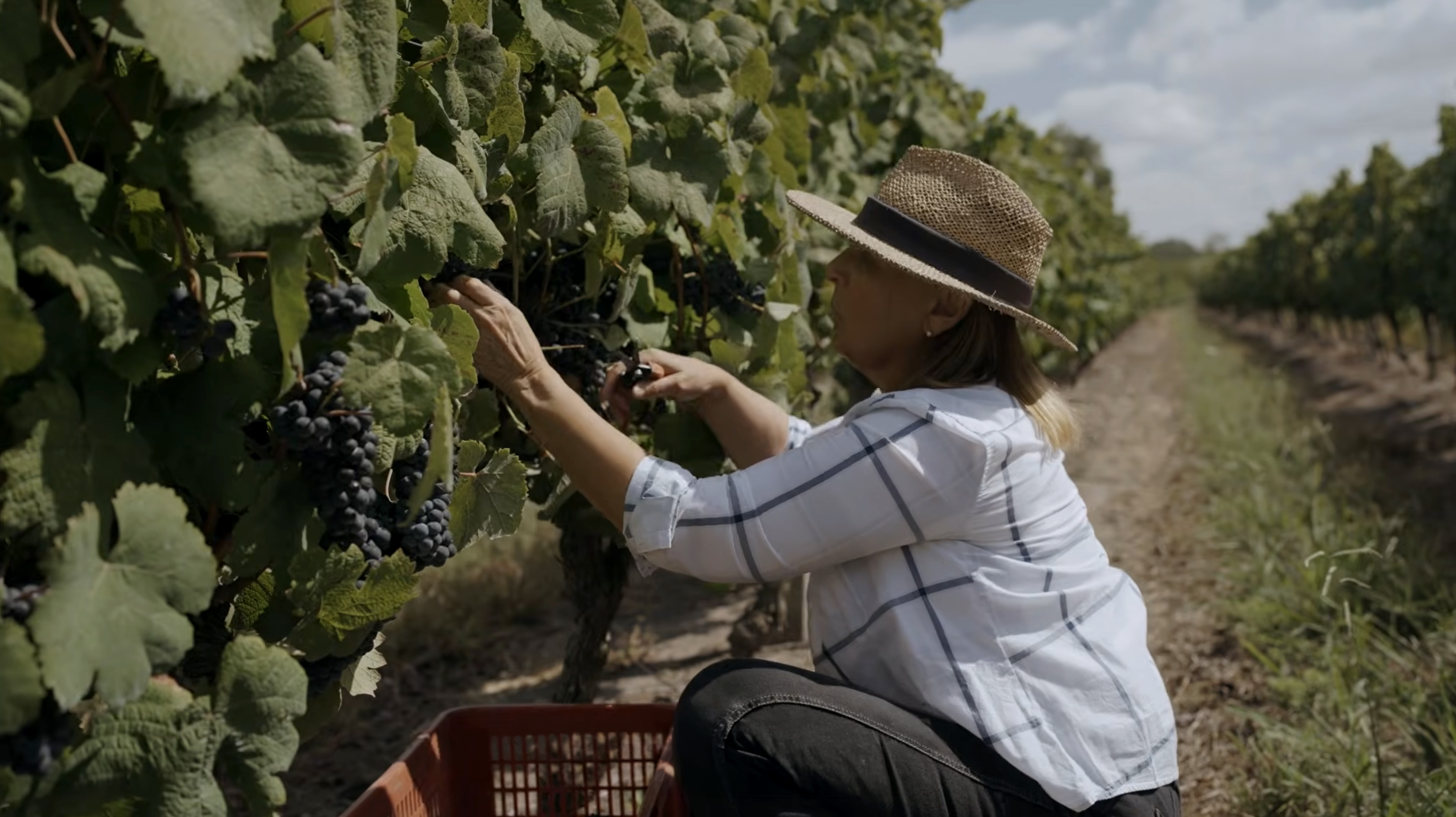 AÑO INTERNACIONAL DE LA MUJER AGRICULTORA 2026